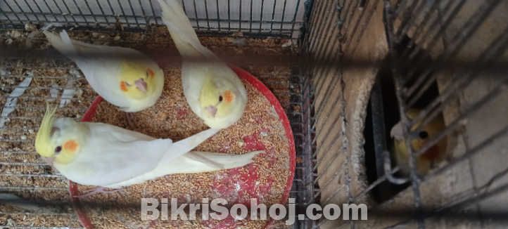 কোকাটেল পাখি